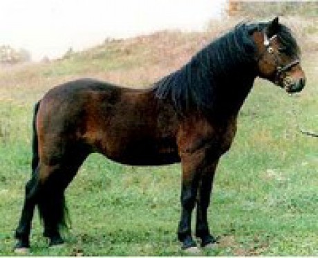 Datmoorský pony - pôvod Anglicko