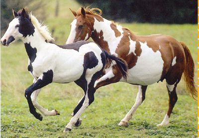 Paint Horse - pôvod USA