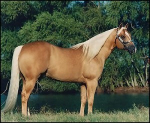 Americký quarter horse - pôvod USA
