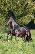 Bosniansky horský kôň - pôvod Bosna