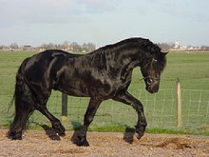 Camargueský koň - pôvod Južné Francúzsko