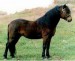 Datmoorský pony - pôvod Anglicko