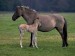 Dülmenský pony - pôvod Nemecko