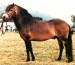 Exmoorsky pony - pôvod Veľká Británia